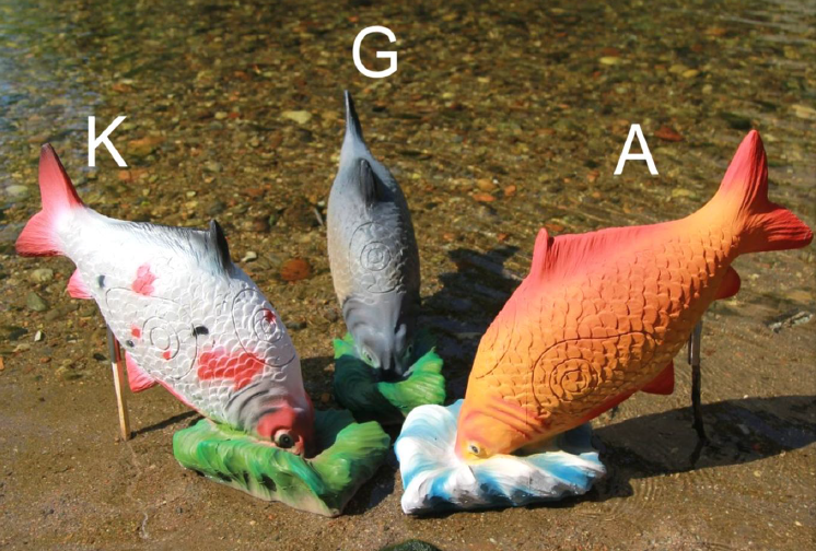 Karpfen / Koi / Fisch 3D Target für Bogenschießen