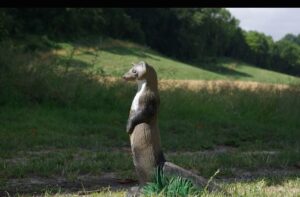 NATURFOAM Steinmarder 3D Target für Bogenschießen