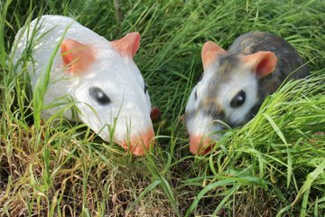InForm 3D Ratte 3D Target für Bogenschießen
