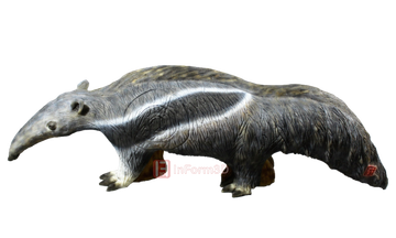 InForm 3D Ameisenbär 3D Target für Bogenschießen